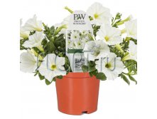 Петуния Фэймос белая 10х15. 78,75 руб.jpg