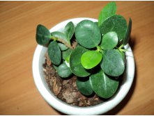 Ficus microcarpa cv Green Island