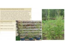 Лиственница европейская (обыкновенная) 20-30см 1л 250руб, 60-70см 3л 600руб, 100см 5л 1200руб.jpg