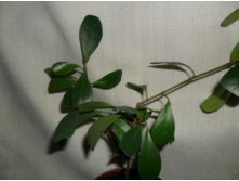   (Ficus deltoidea)150