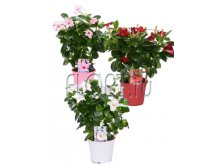 Дипладения микс 14х40. 596,4 руб.jpg