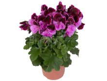 Пеларгония Грандифлора Джудит 12х25. 244,65 руб.jpg