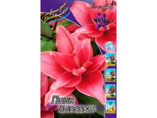 562b7e322551d 374rub. liliya pink blossomsobiraem ryady po 5 sht. minimalnyy zakaz 1sht..jpg