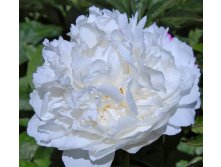 White Sarah Bernhardt - 7,28