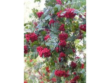 Рябина Алая крупная