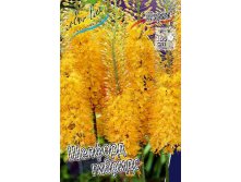 133,4.  (eremurus)  (   1 .,   1.).jpg