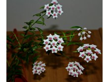 Хойя bella