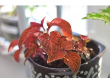 Coleus WIZARD VELVET RED