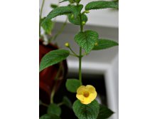 Clouded Yellow. Первый цветочек. 15.05.