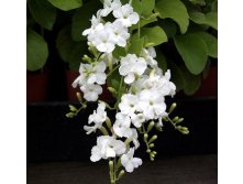 Дуранта белая- пример цветения ....