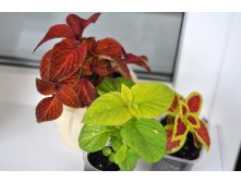 Coleus WIZARD GOLD