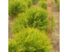 Thuja () occidentalis Golden Globe - 3,86