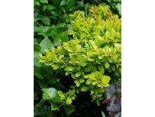 Berberis () media Dual Jewel PBR - 6,72