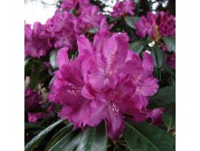 Rhododendron (-) hubr. Boleslaw Chrobry / Royal Lilac - 13, 15