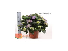 Гортензия Ерли Блю (60) 2 550.00