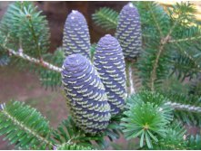 Abies () koreana - 5,21