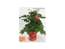 Ликоперсикон Микро Томат (25) 255.00