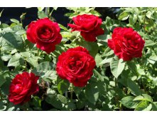 Rosa () Adelaide Hoodless C5 - 4,4