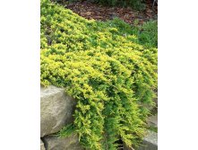 Juniperus (-) horizontalis Golden Carpet - 6,18