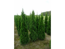 Thuja () occidentalis Smaragd - 8,4