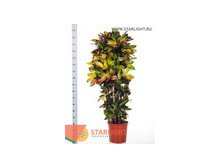 Кодиеум Мисс Айстон (180) 12 995.00