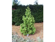 Thuja () occidentalis Spiralis - 4,59