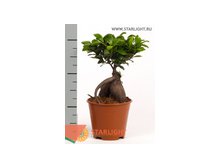 Фикус Микрокарпа (30) 495.00