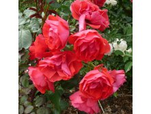 Rosa () Cadilac C5 - 6,97