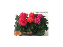 Пеларгония Зональная (25) 169.00