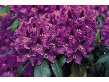 Rhododendron (-) hubr. Rasputin - 10,96