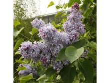 Syringa () vulg. Aucubaefolia - 7,8