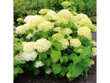 Hydrangea () arb. Bounty 3-4  - 2,52