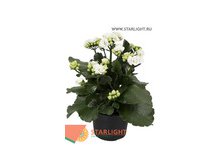 Каланхоэ Эвита (25) 145.00