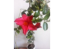 IMG 20160626 090217.jpg