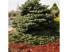 Picea () pungens Glauca Globosa - 28