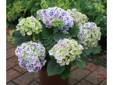 Hydrangea () m. Bavaria P19/C3 25-30 CM - 7,0