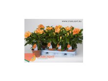 Гибискус Джазз (40) 325.00