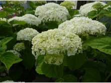 Hydrangea () arb. Strong Annabelle P19/C3 20-30 CM - 12,6