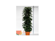 Шеффлера Компакта (210) 8 995.00