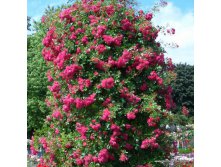 Rosa () Super Excelsa C5 - 11,31