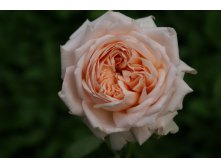 Rosa () Antico Amore C5 - 11,93