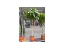 Фикус бинн Амстел Кинг (210) 26 500.00
