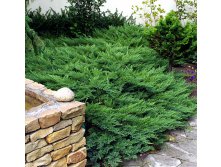 Juniperus (-) sabina Rockery Gem - 5,21