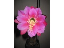 Echinopsis kermesina