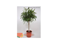 Фикус бинн Алии (150) 7 995.00