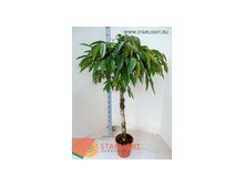Фикус бинн Амстел Кинг (180) 12 995.00