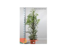Мирт обыкновенный (150) 3 695.00