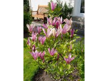 Magnolia () Susan C5 60-80 - 13,12