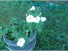 DSCN0539.jpg