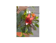 Неорегелия (35) 355.00